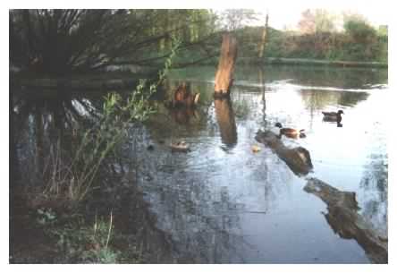 Pond view