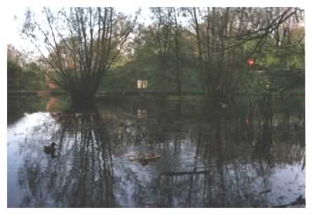 Pond view