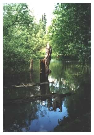  Decaying trees