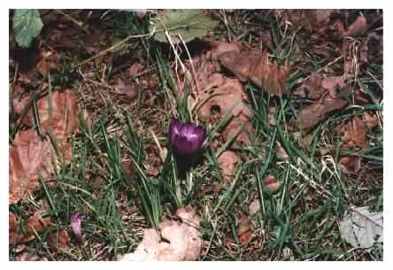 Purple Crocus