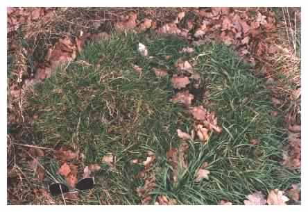 Anthill in grass tussock