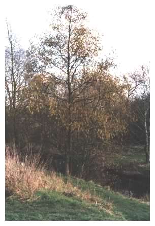 Alder tree