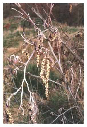 Alder male and female