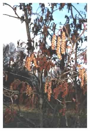 Alder catkins and fruits