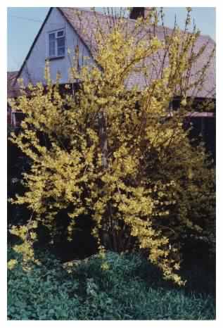 Forsythia