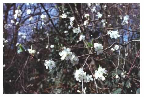 Flowering Cherry