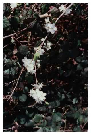 Flowering Cherry