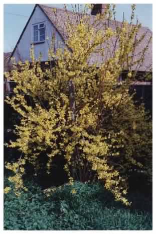 Forsythia Bush