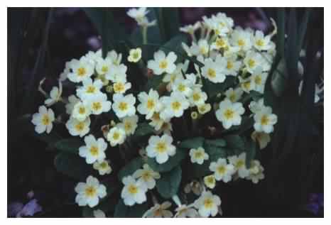 Primrose