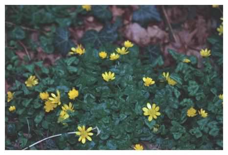 Lesser Celandine