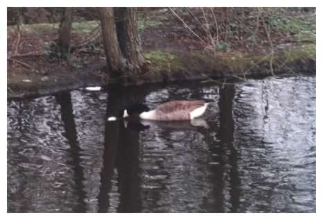 Canada Goose