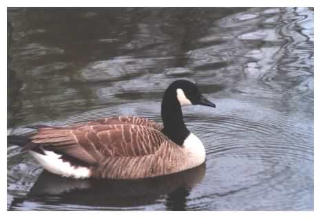 Canada Goose