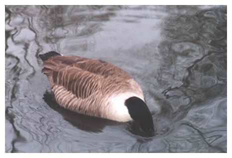 Canada Goose