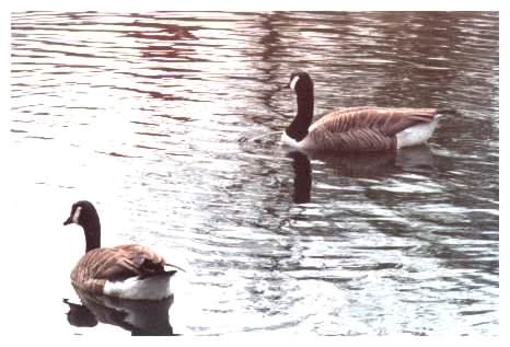 Canada Geese