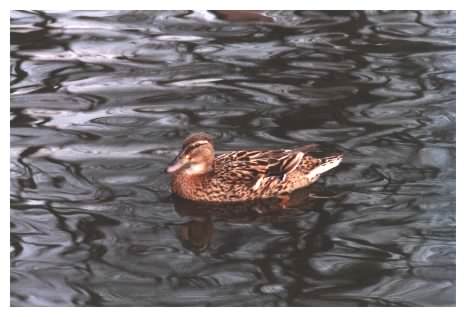 Female Mallard Duck