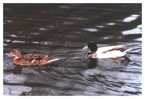 Mallard Ducks