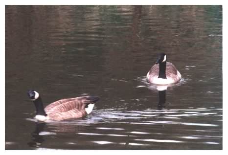 Canada Geese