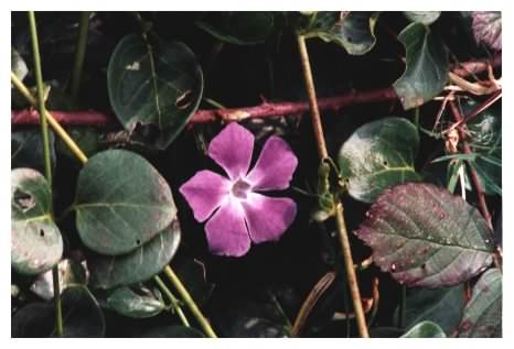 Greater Periwinkle - Vinca major