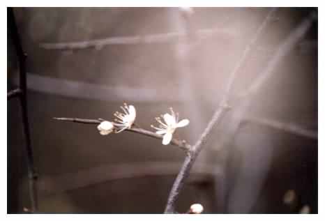 Hawthorn blossom