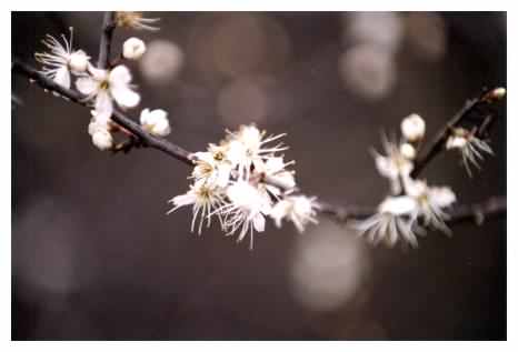 Hawthorn blossom