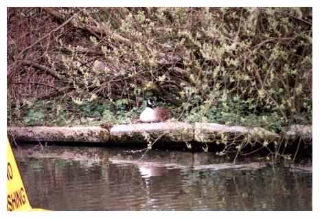 Nesting female Canada Goose