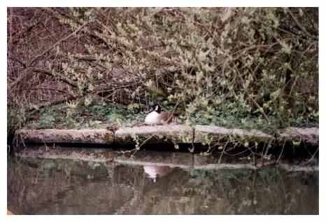 Nesting female Canada Goose