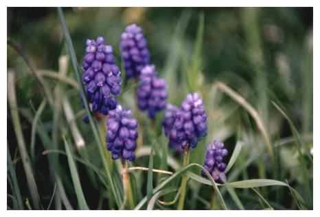 Grape Hyacinth