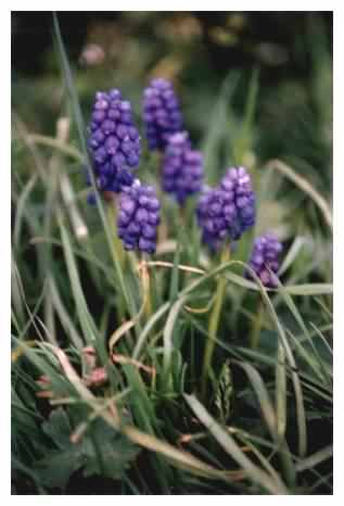 Grape Hyacinth