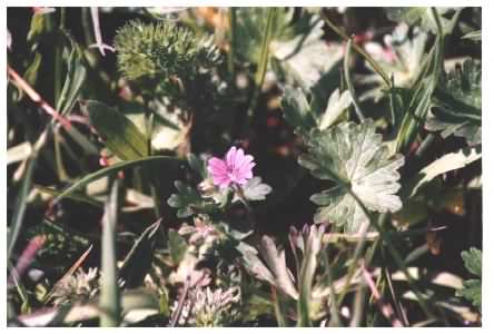 Doves Foot Cranesbill