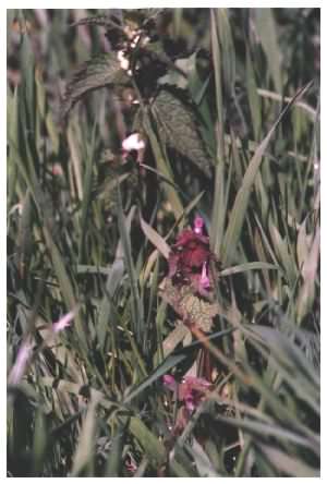 Red Dead-nettle habit