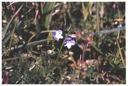 Germander Speedwell - Veronica chamaedrys