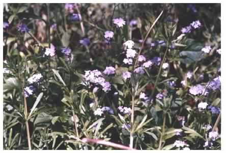 Germander Speedwell - Veronica chamaedrys