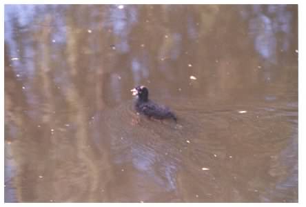 Morrhen chick