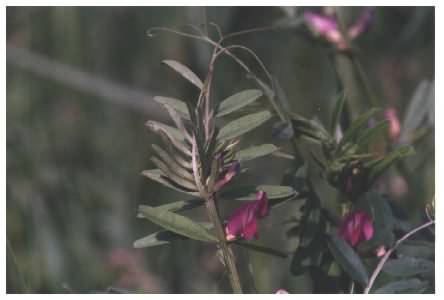 Common Vetch flower