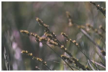 Hairy Sedge - Carex hirta