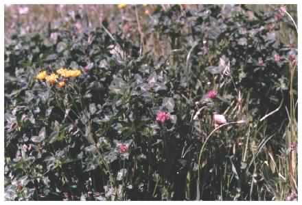 Red Clover habit