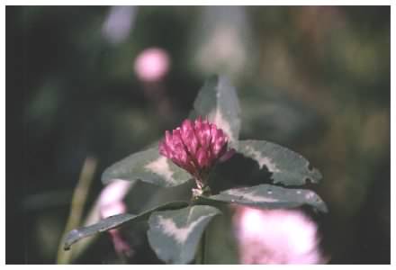 Red Clover flowers