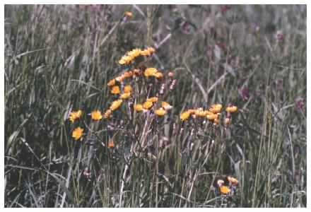 Bristly Oxtongue