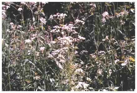 Cow Parsley habit