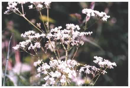 Cow Parsley flowers