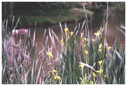 Yellow Flag Iris habit