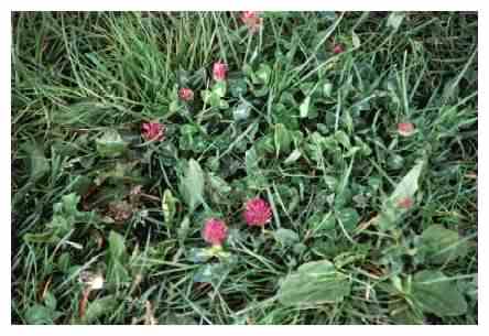 Red Clover