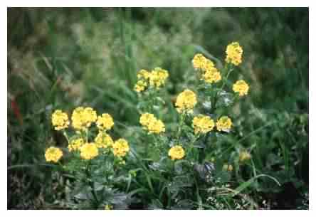 Charlock - Wild Mustard