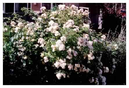 Field Rose - habit