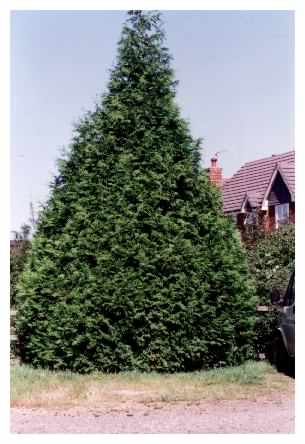 Leyland Cypress