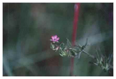 Unknown flower