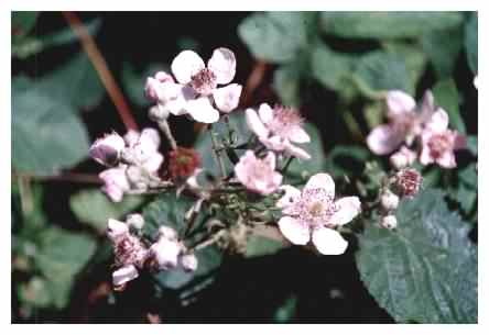 Bramble flowers