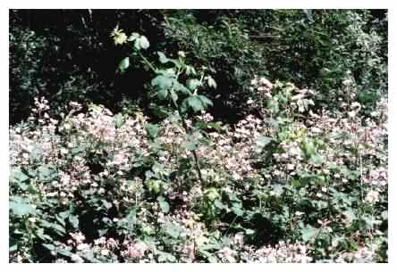 Bramble Habit