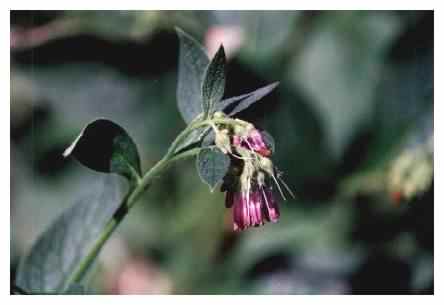 Russian Comfrey