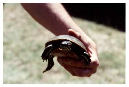 Western Painted Turtle